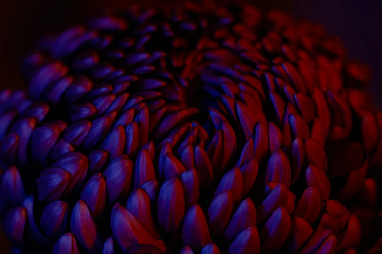 a cluster of petals of a red flower