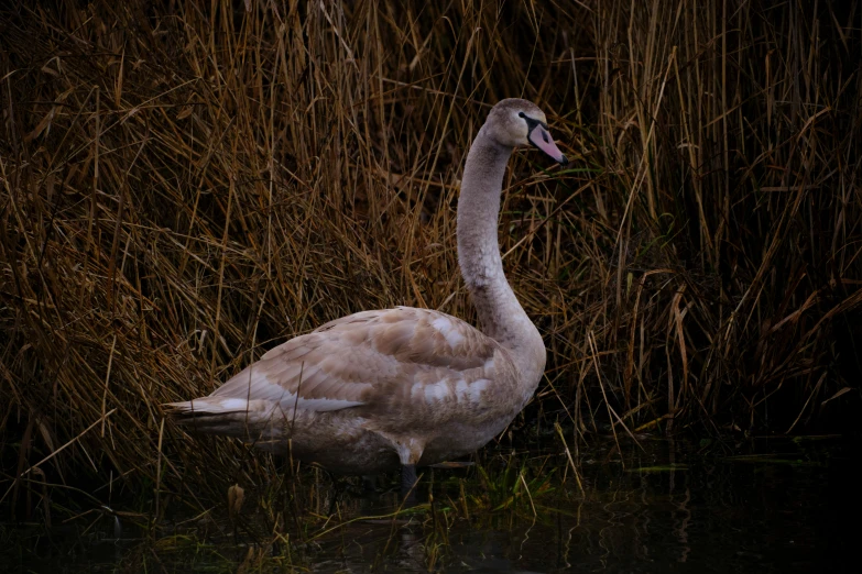 an adult swan is swimming in some water