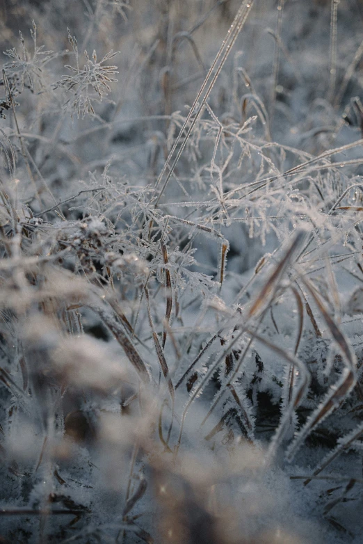 the blurry frosty vegetation is reflected in the water