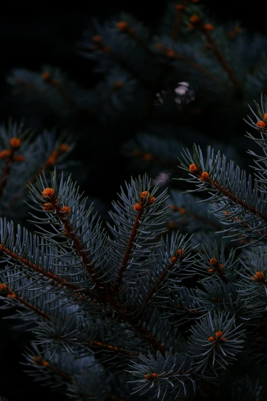 a pine tree that has yellow berries in it