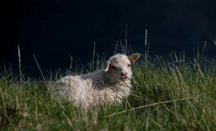 a white sheep laying down in some grass