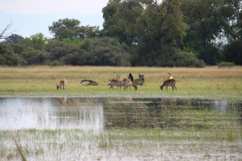 some animals standing by the water while people watch