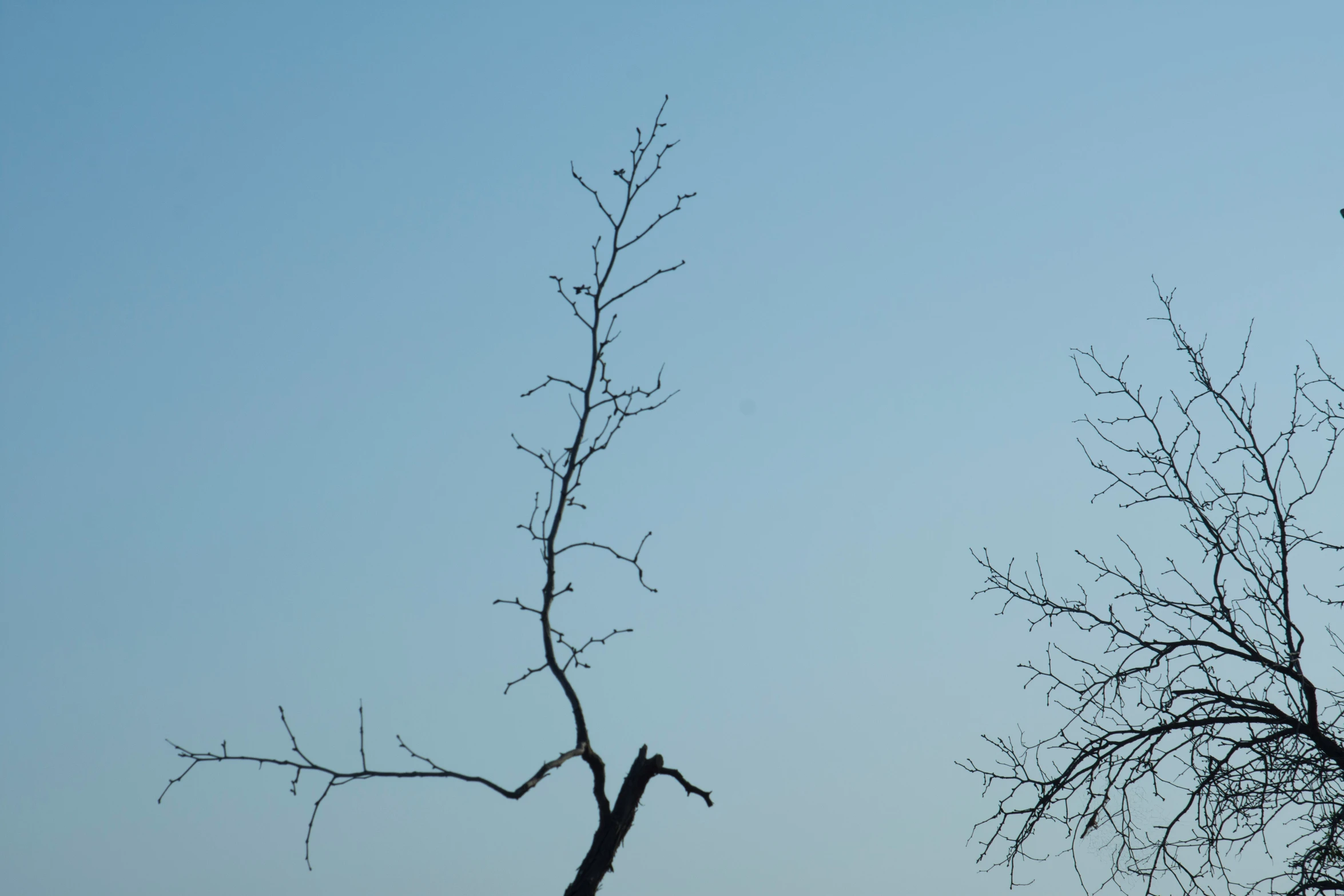 an airplane flying low over tree nch at dusk