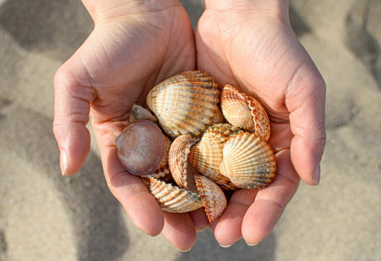 a person holding a bunch of shells in their hands