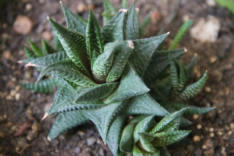 there is some plants growing in the ground