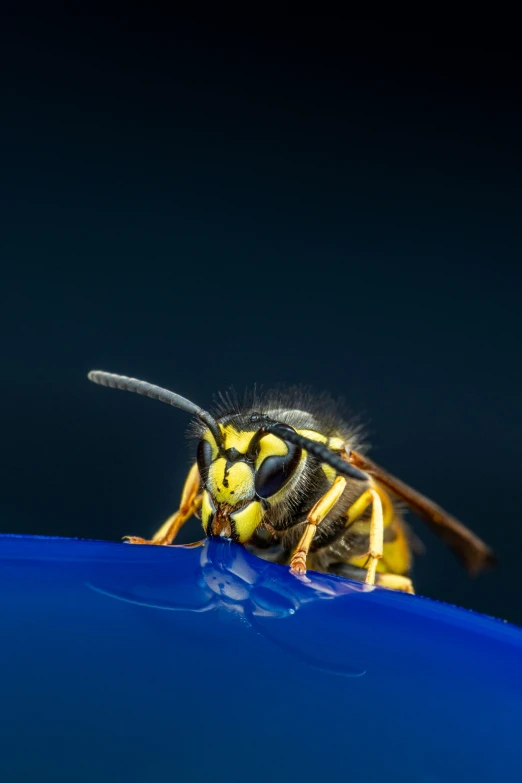 a fly is resting on the blue surface