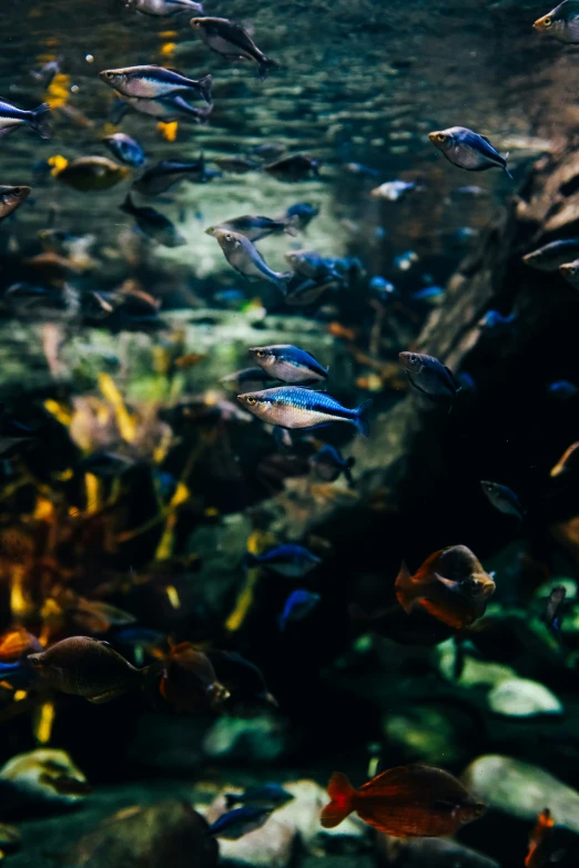 a large group of tropical fish swimming in an aquarium