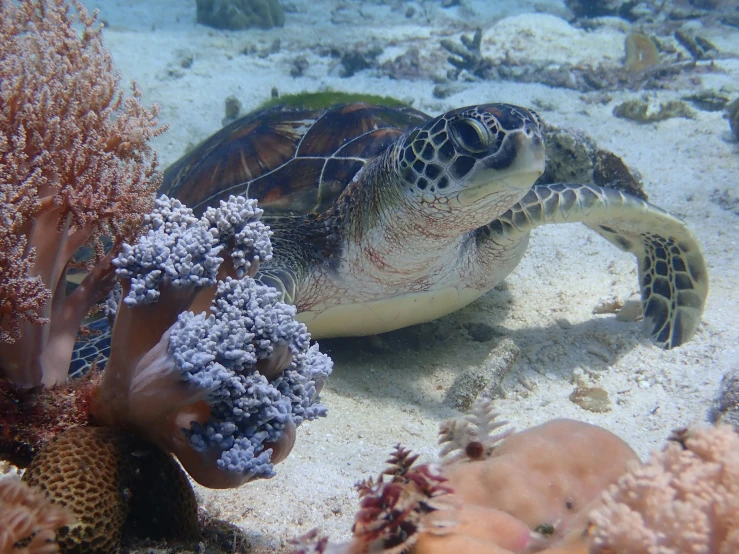 an olive green turtle laying on the beach