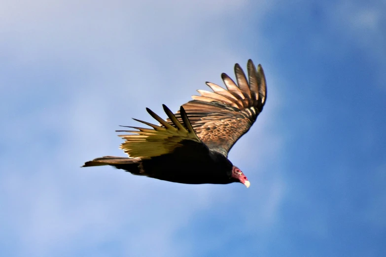 an image of a bird with long wings