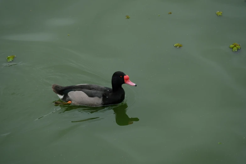 a black duck floating in a body of water