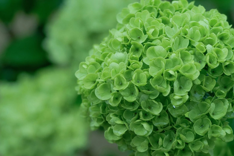 a close up of a green flower with a lot of leaves