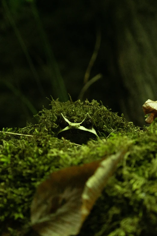 moss covered with little plants in the dark