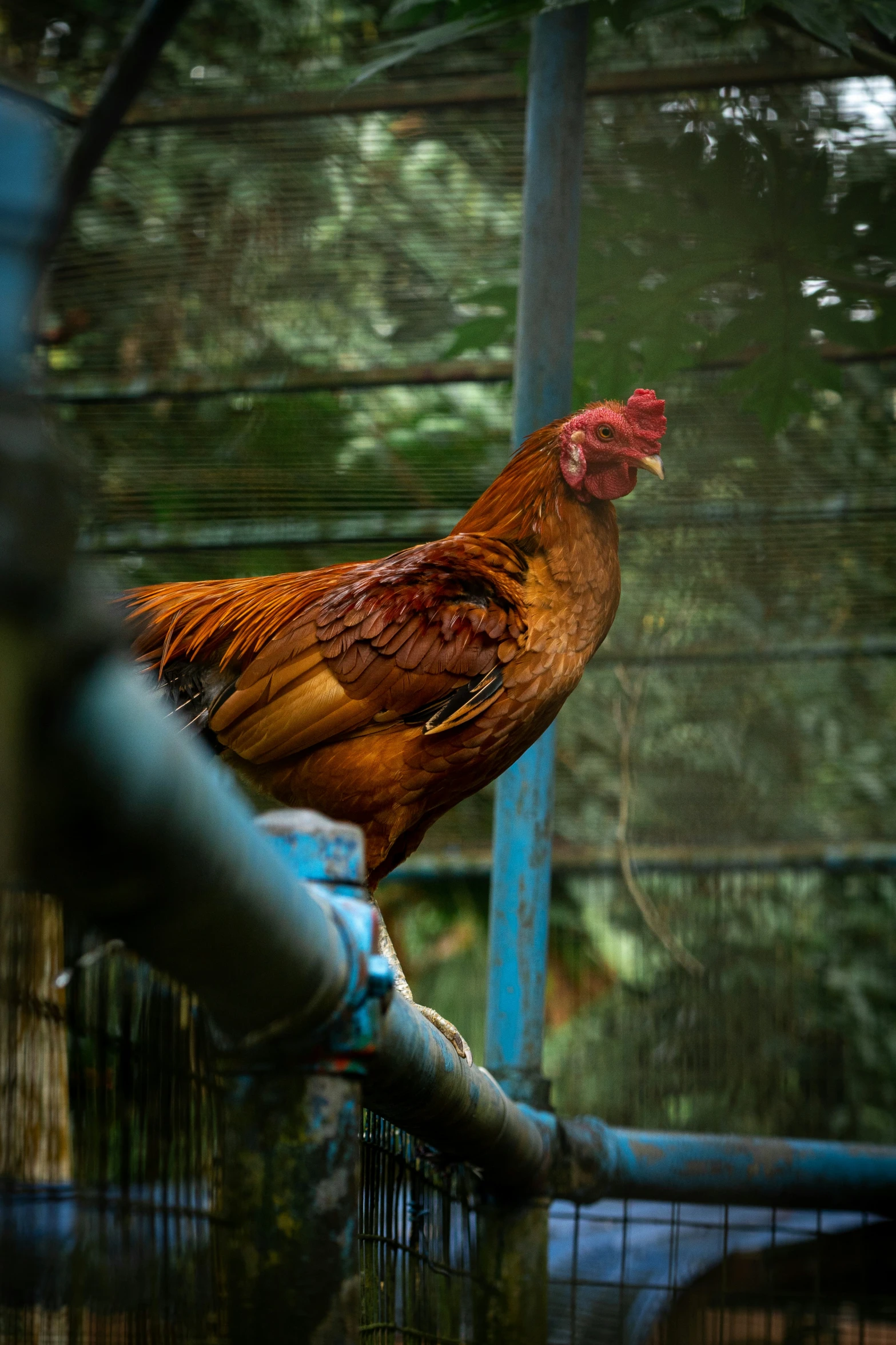 a rooster standing on a wire and fence