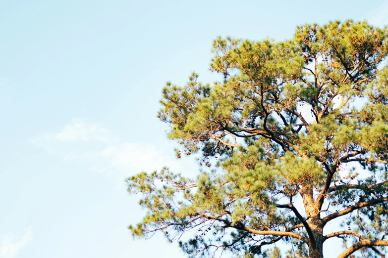 the nches of a tree are showing on a clear day