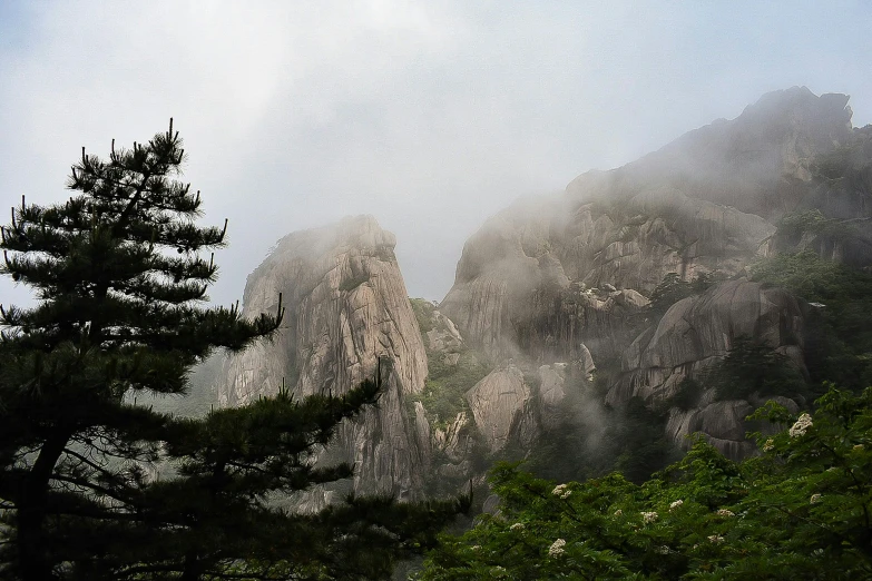 some trees and some mountains with fog