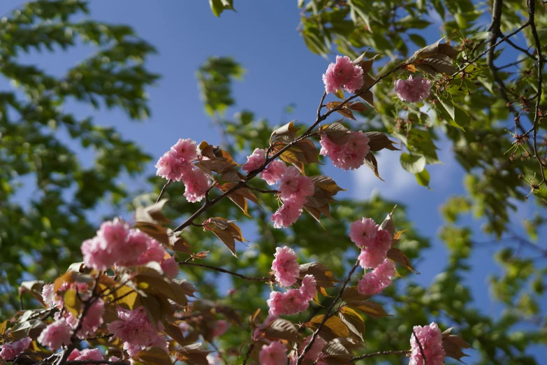 the flowering trees have some pink flowers