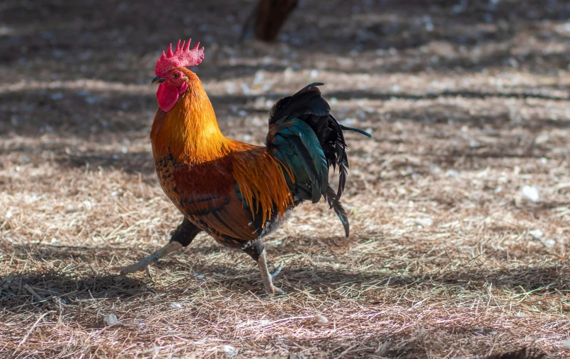 rooster walks down the grass field during the day