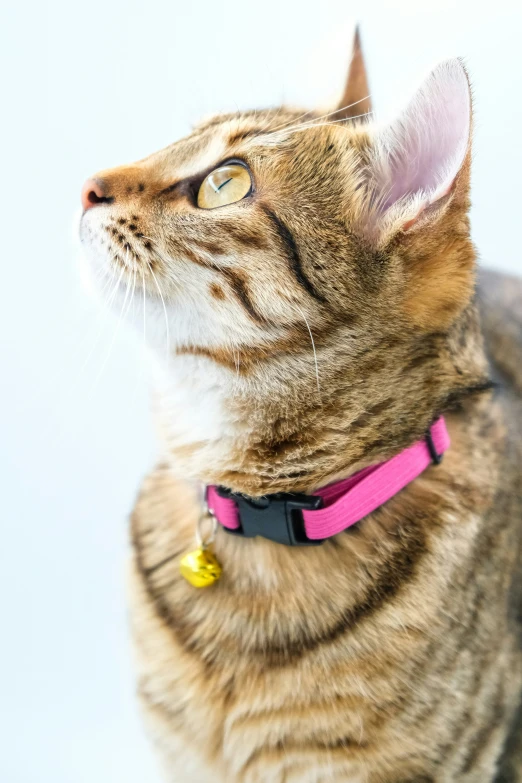 a close up of a cat with a red collar