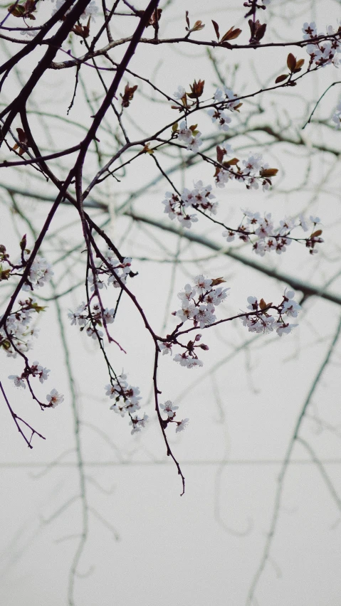 tree nches that have flowers growing on them