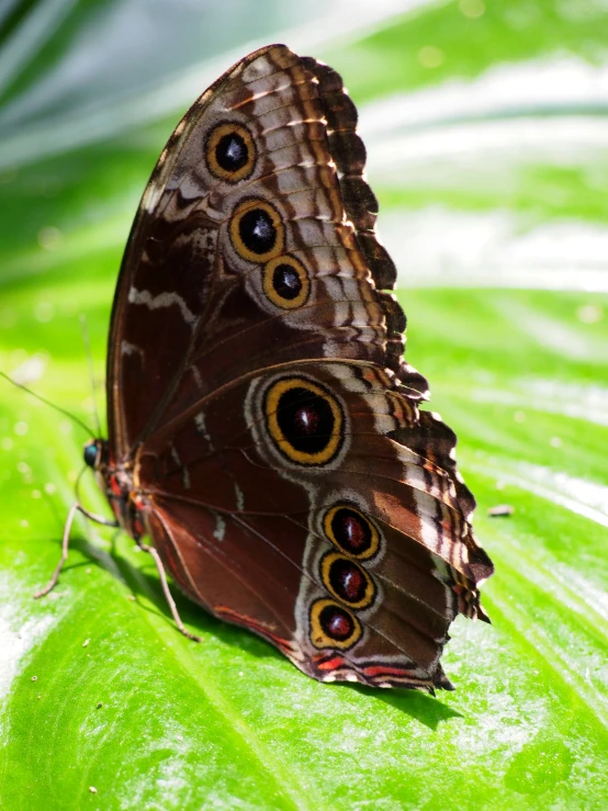 the erfly is sitting on the green leaf