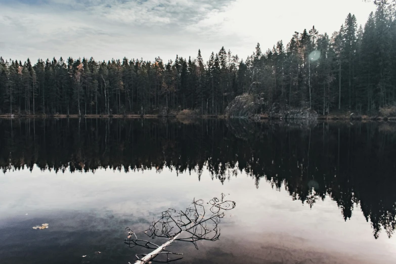 a tree in the foreground is reflected in the still water on a lake