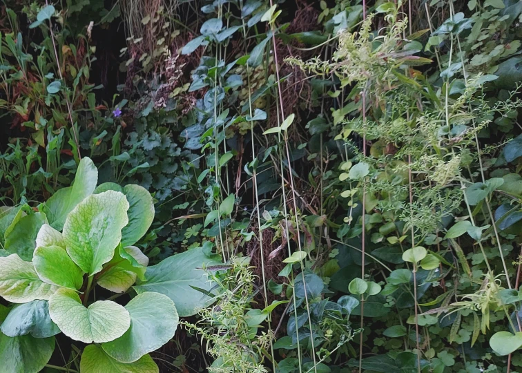 green plants growing next to each other in a garden