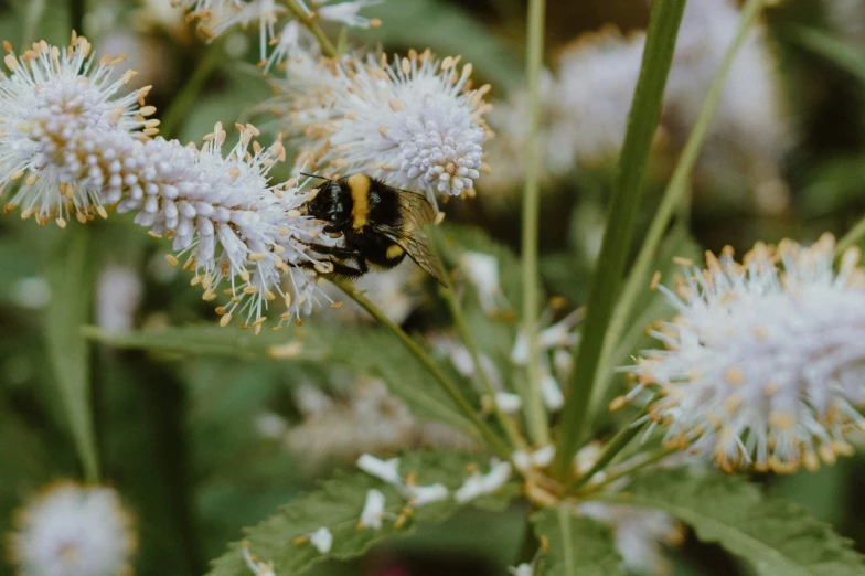 there is a bum on the flowers by itself