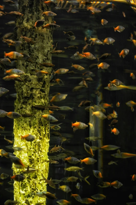 many different colors of fish swimming together in an aquarium