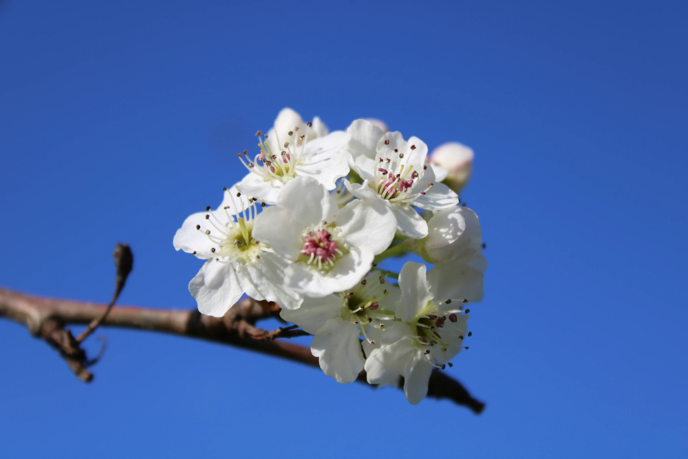 a white flower that is in the air