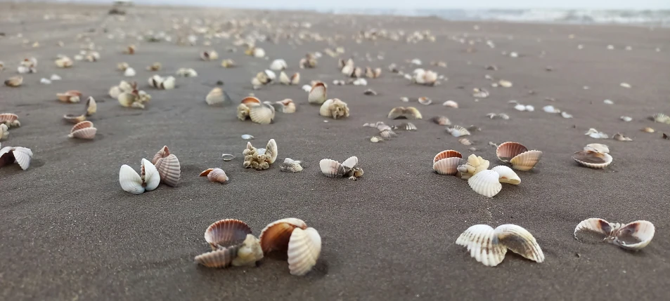 many different shells in a wide open area