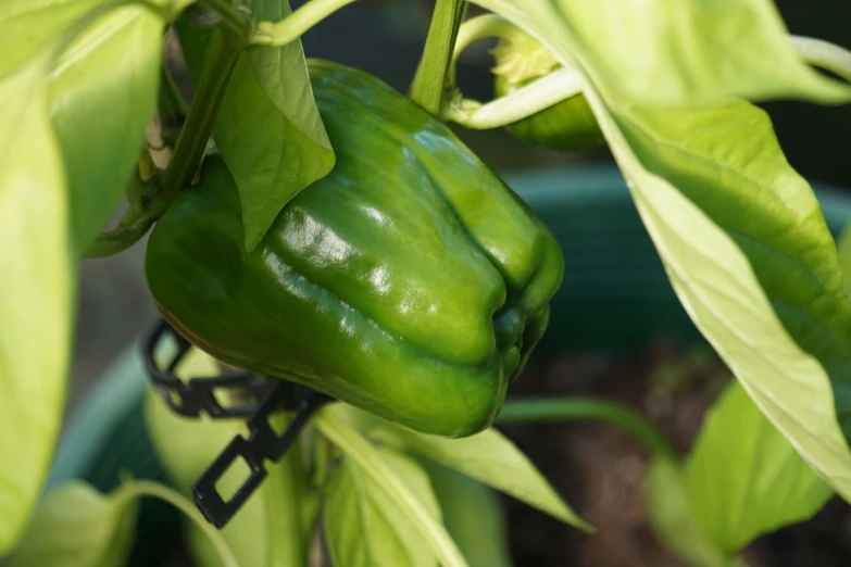 a green pepper hanging from a tree in a pot