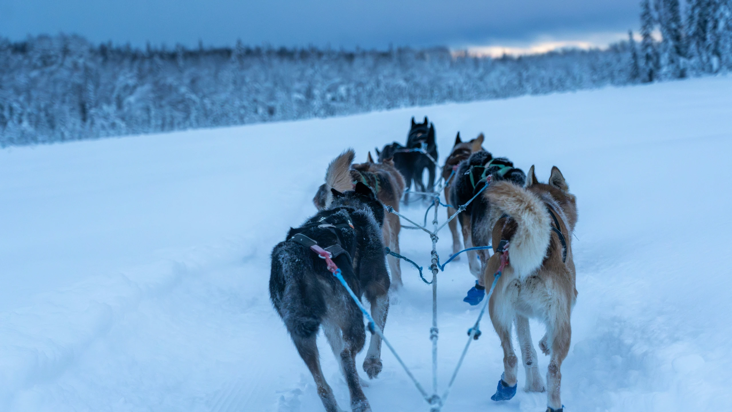 a group of dogs running down a snow covered slope