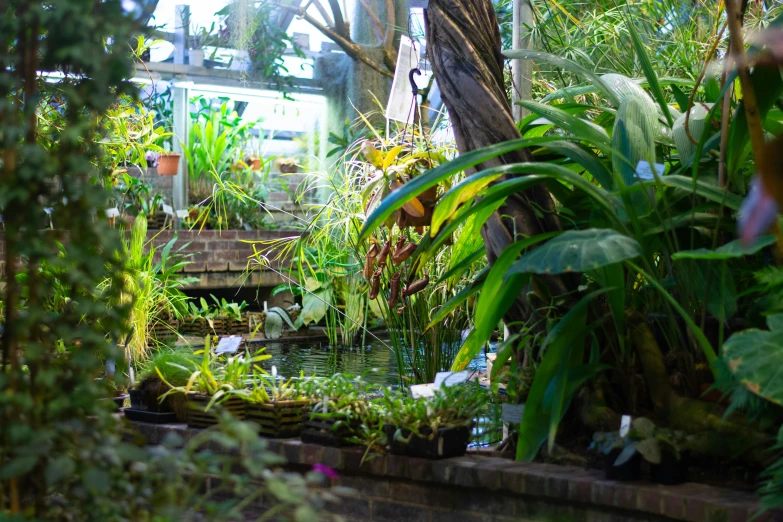 a small garden with several small, green plants in it