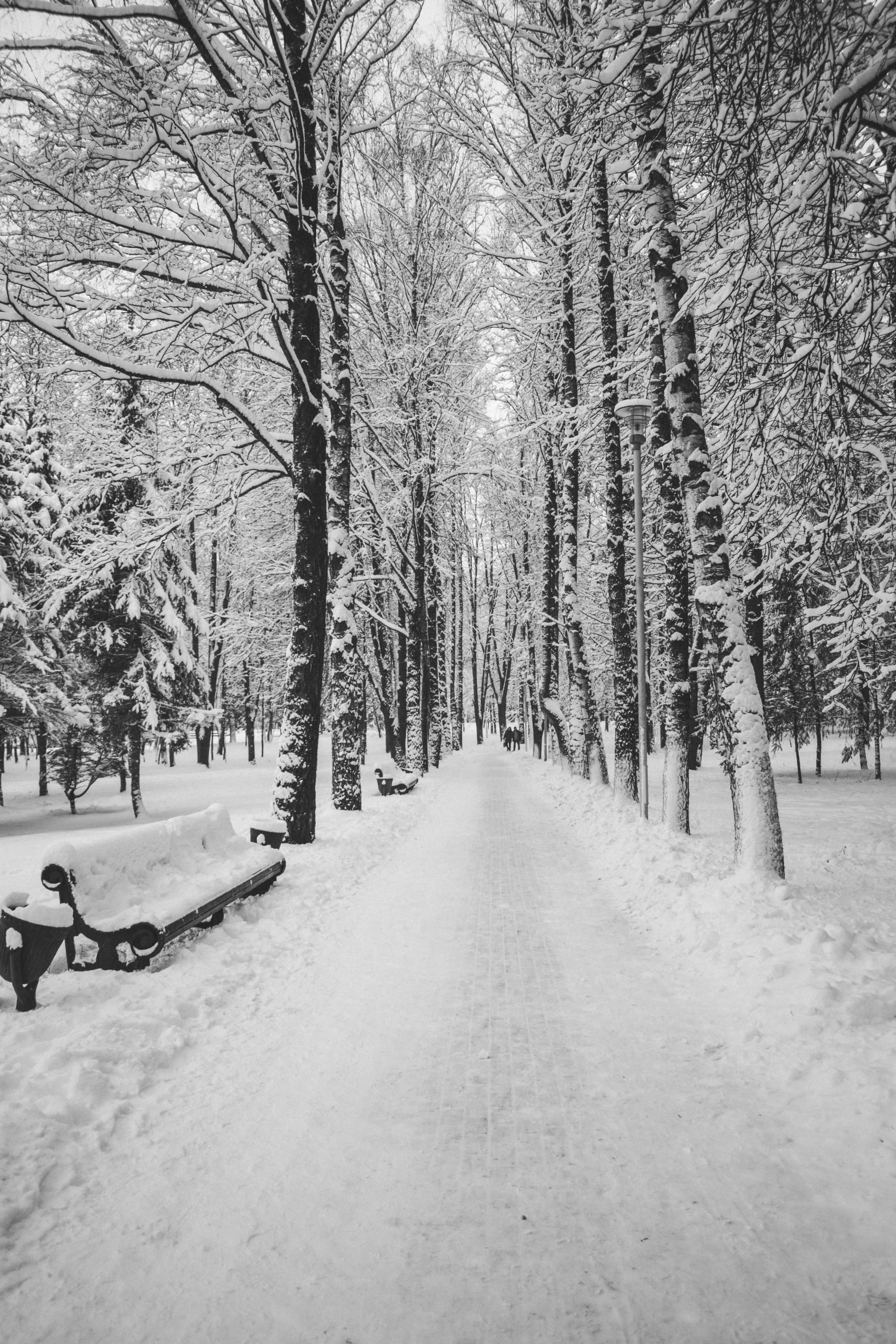 a snow covered pathway between a forest and trees