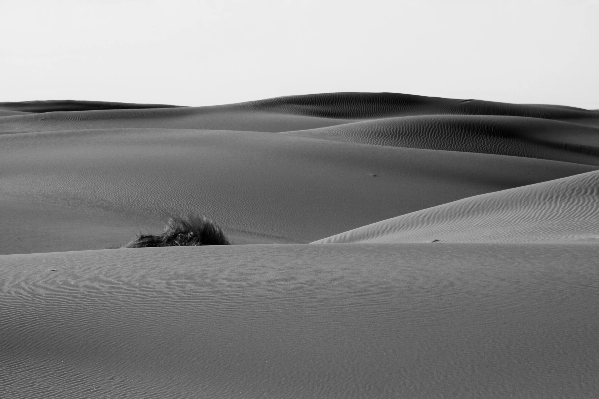 a tree sticking out of the desert with very tall dunes