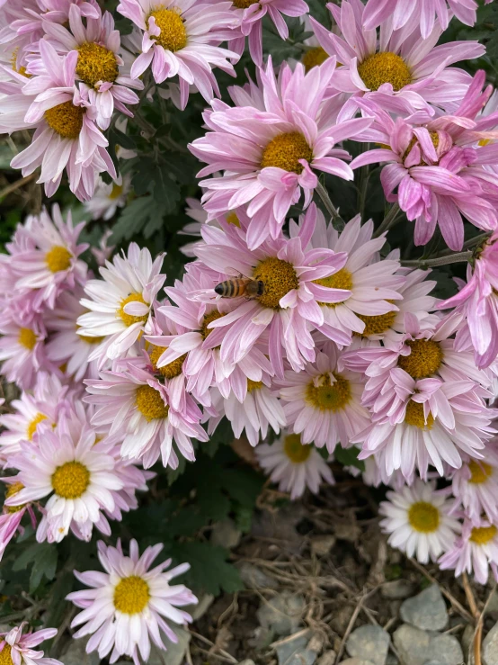 flowers in the field near the rocks