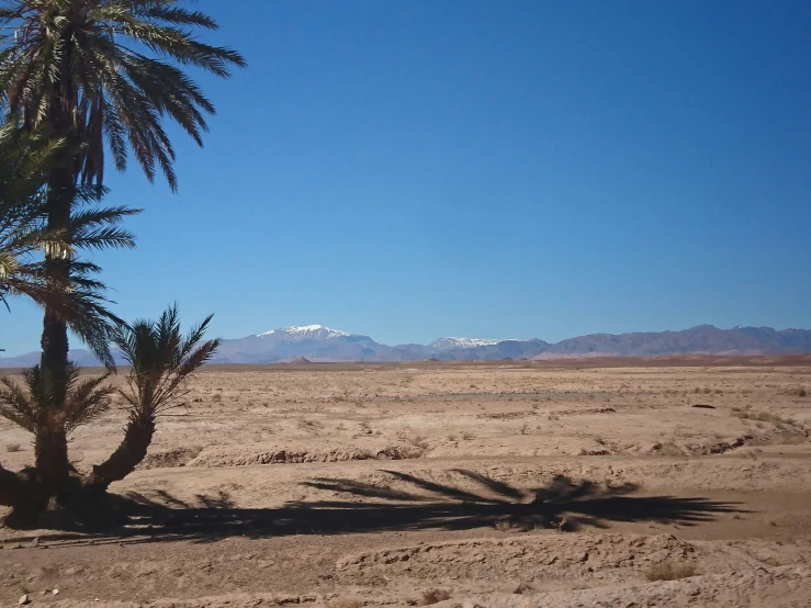 two palm trees stand in the desert as snow capped mountains rise across the horizon