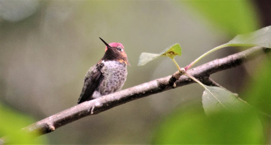 small bird perched on a nch with leaves