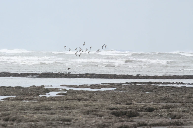 birds flying in the air over the ocean