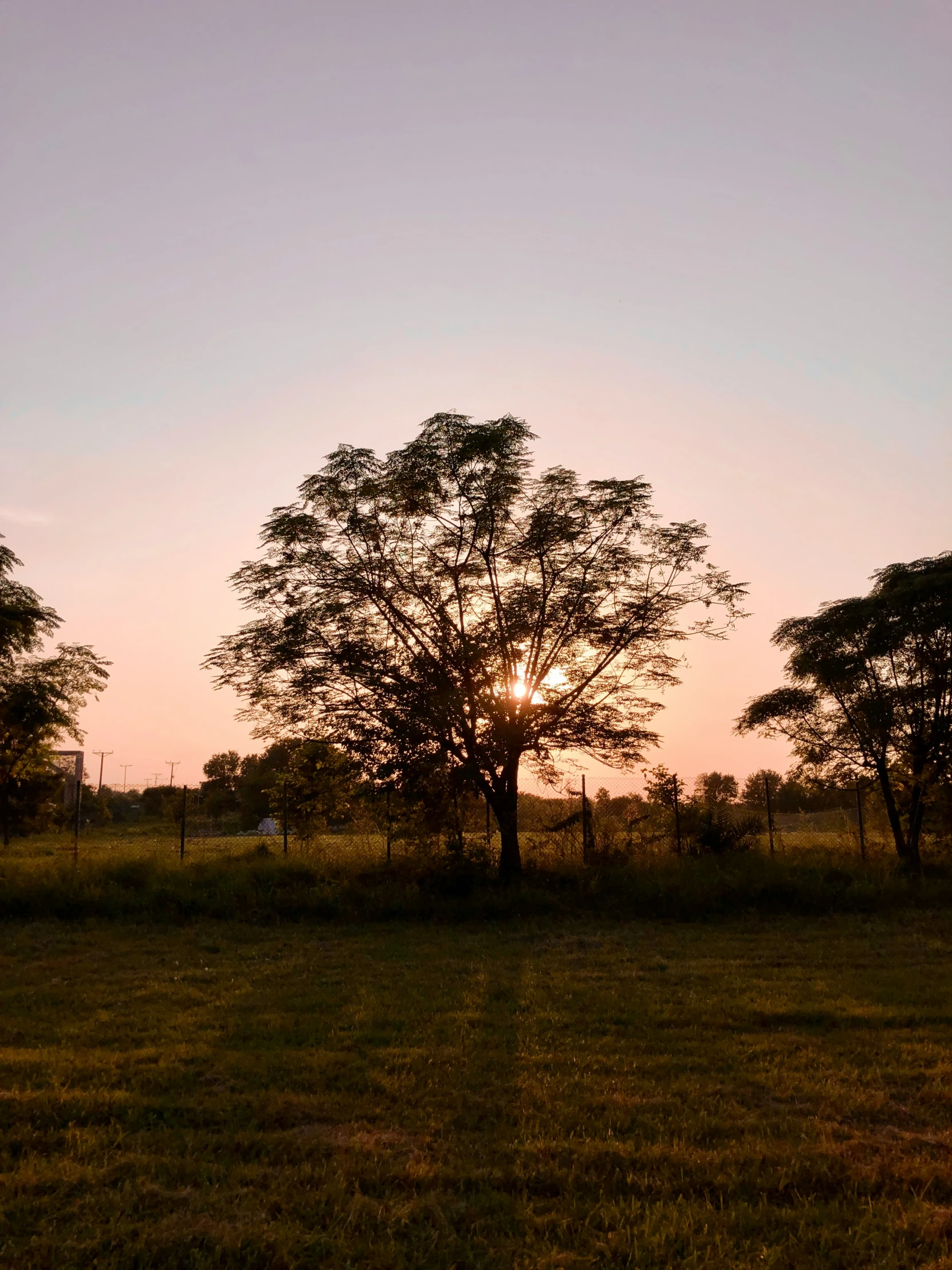 the sun sets behind a tree in a grassy field