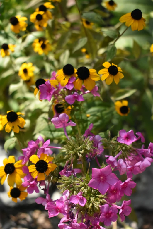 purple and yellow flowers in a vase of water