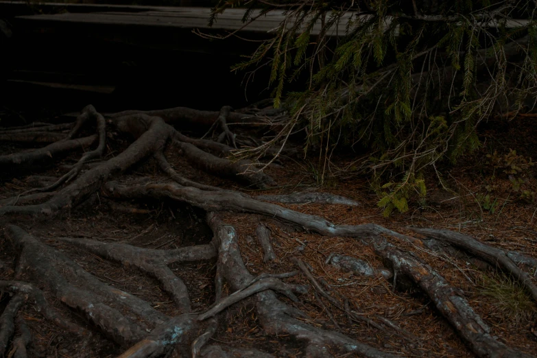 a black bear sits in the wilderness surrounded by large roots