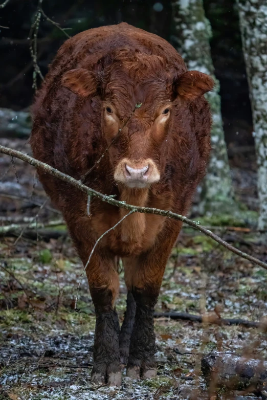 an animal stands in the woods and looks at the camera