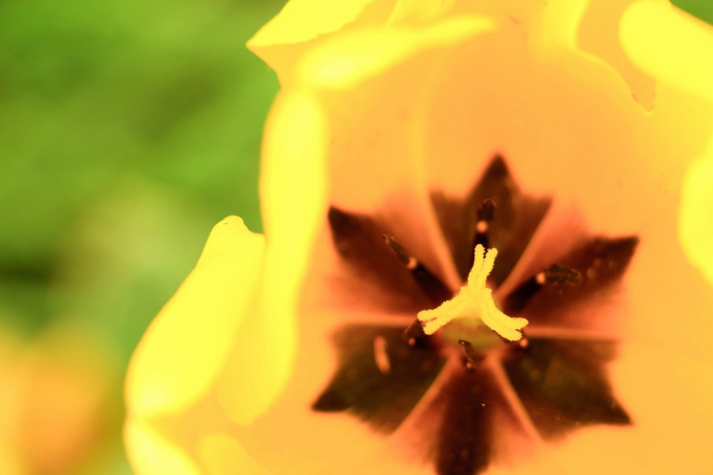 a close up po of a yellow flower