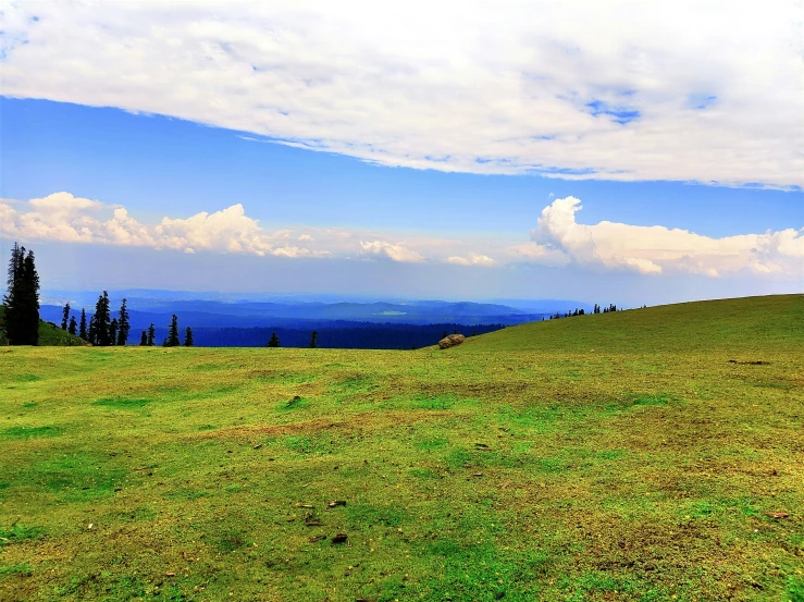 a yellow and white cow sitting on a lush green hill