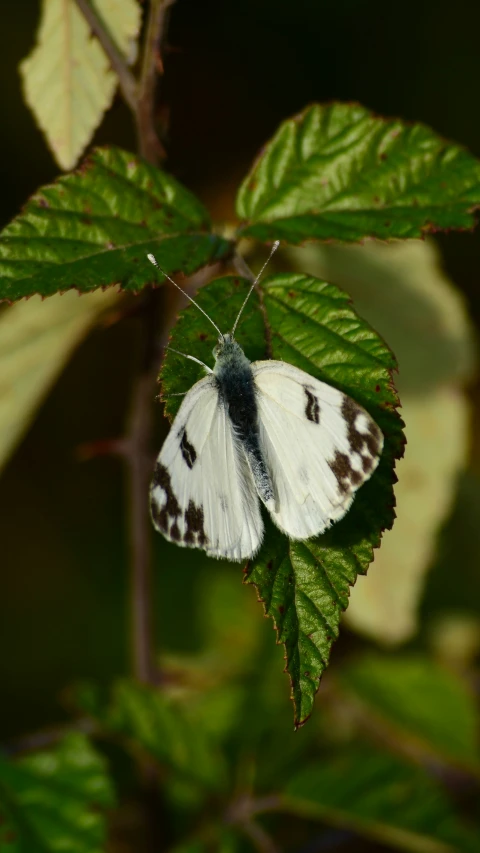 white erfly on top of a green leaf