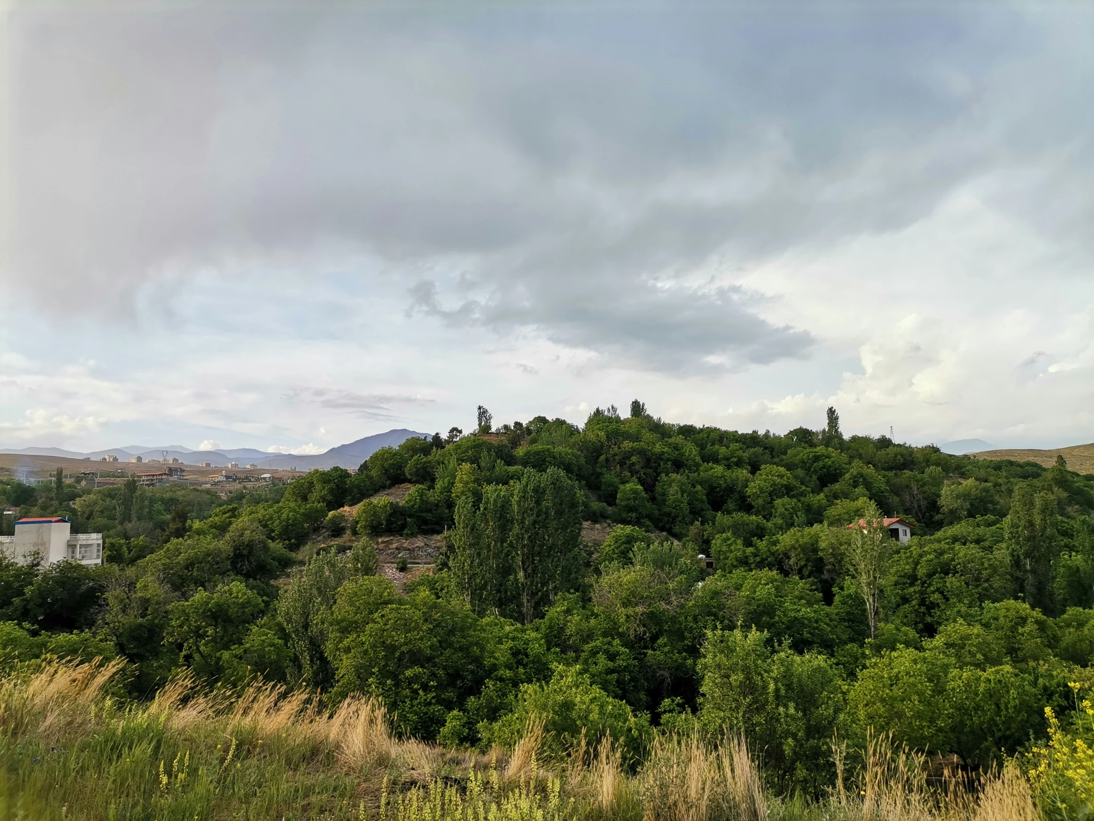 a large hill that has many trees on it