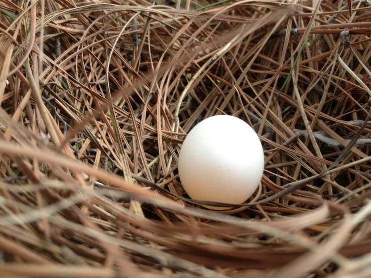 an egg in the middle of a nest on top of dry grass