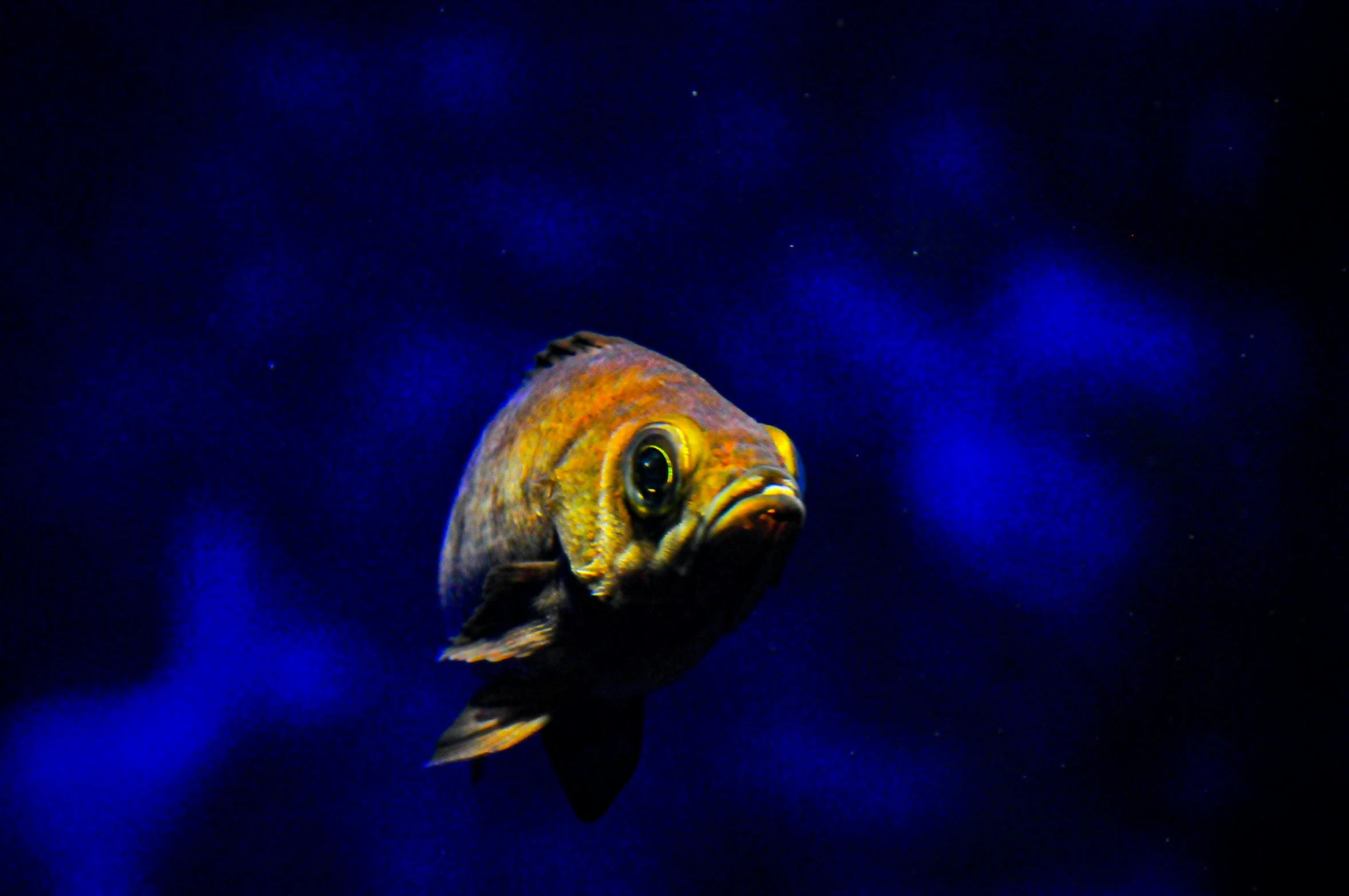 a fish with a blue background looking into the camera