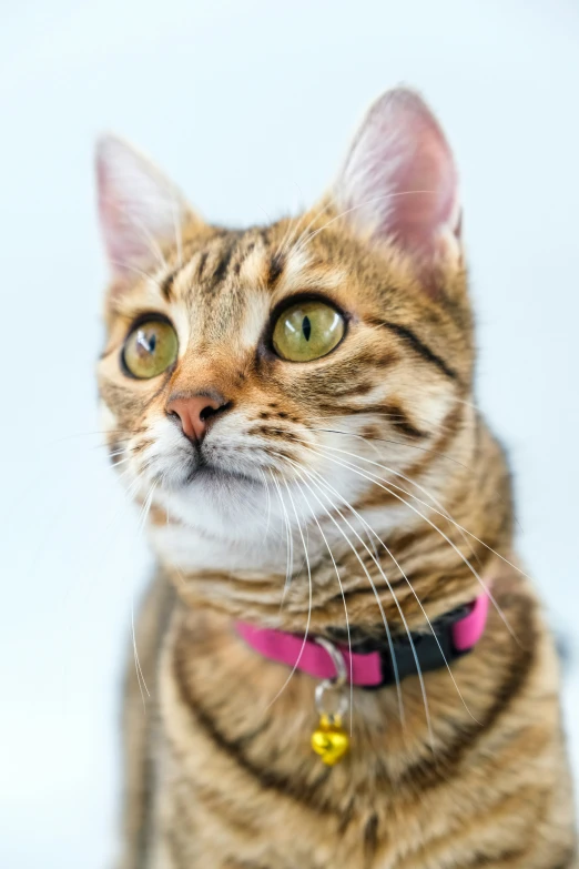 a cat with green eyes and pink collar